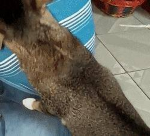 千万不要养戴白手套的猫