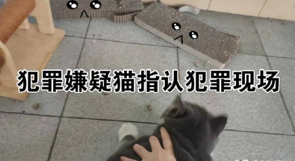 千万不要养戴白手套的猫
