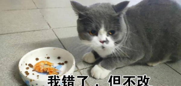 千万不要养戴白手套的猫