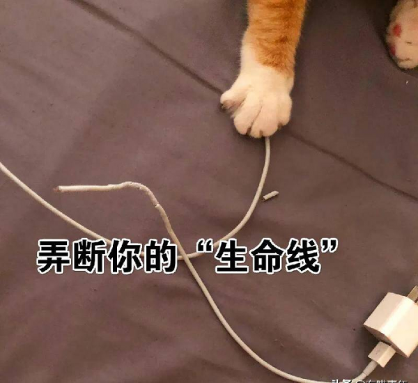 千万不要养戴白手套的猫
