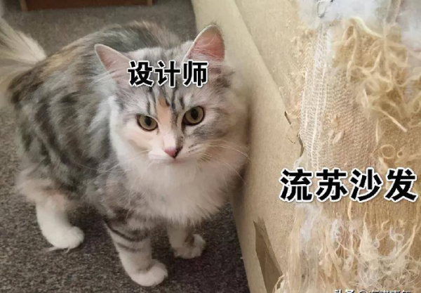 千万不要养戴白手套的猫
