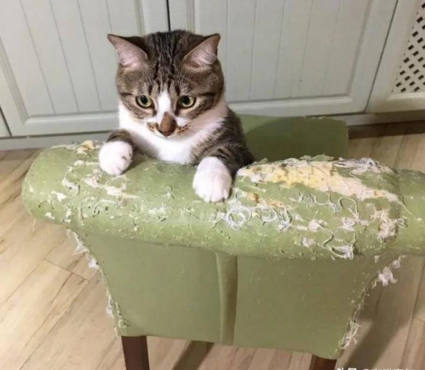 千万不要养戴白手套的猫