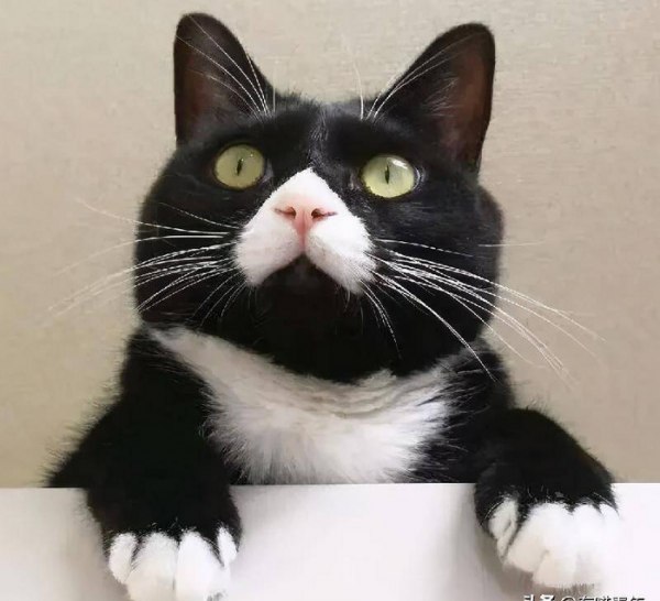 千万不要养戴白手套的猫