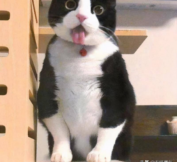 千万不要养戴白手套的猫