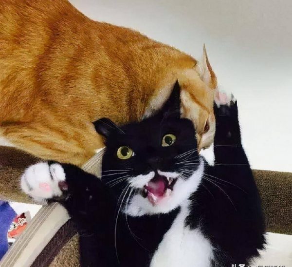 千万不要养戴白手套的猫