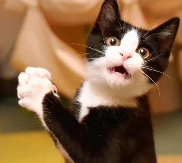 千万不要养戴白手套的猫