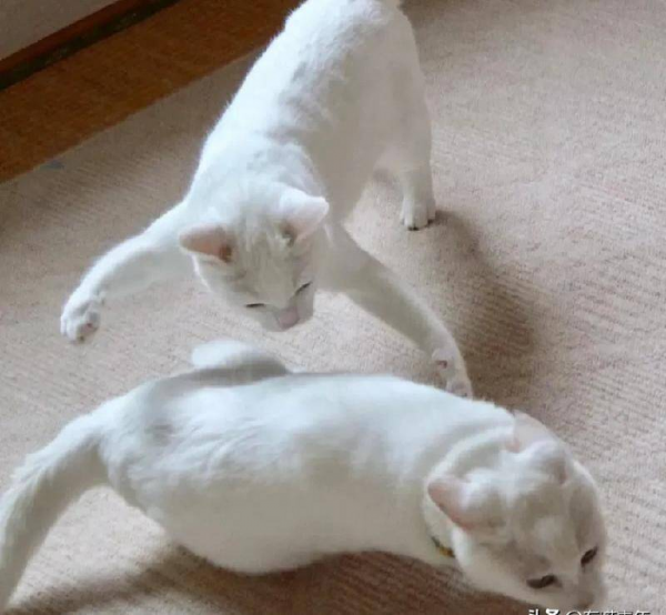 千万不要养戴白手套的猫