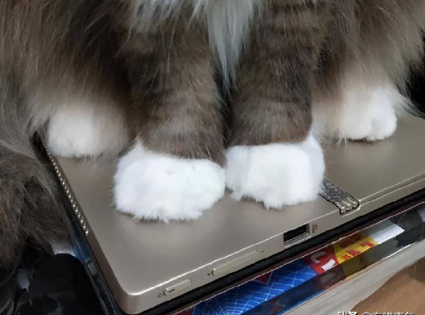 千万不要养戴白手套的猫