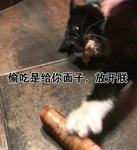 千万不要养戴白手套的猫