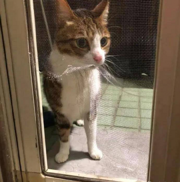 千万不要养戴白手套的猫