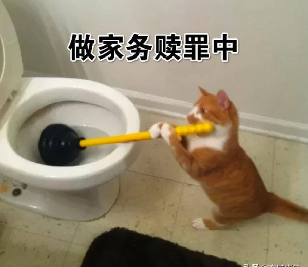 千万不要养戴白手套的猫