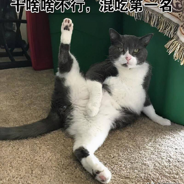 千万不要养戴白手套的猫