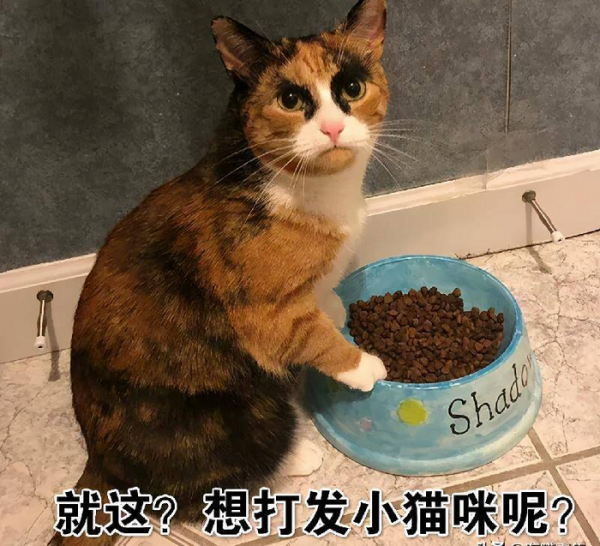 千万不要养戴白手套的猫
