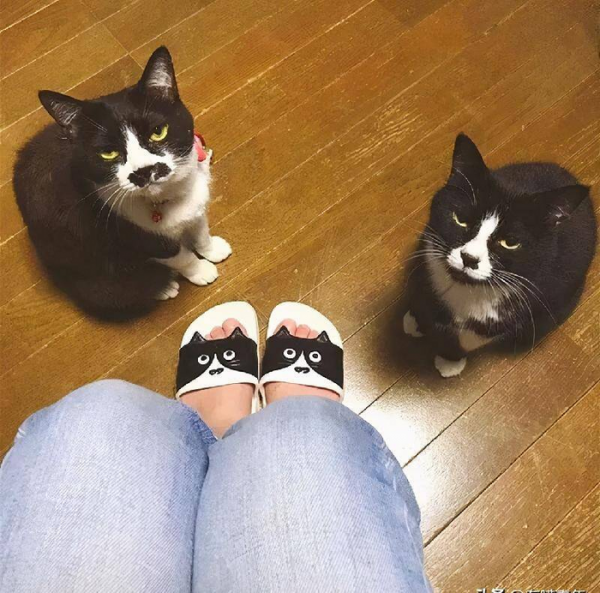 千万不要养戴白手套的猫