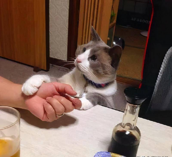 千万不要养戴白手套的猫