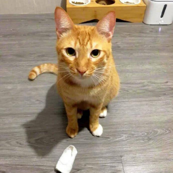 千万不要养戴白手套的猫