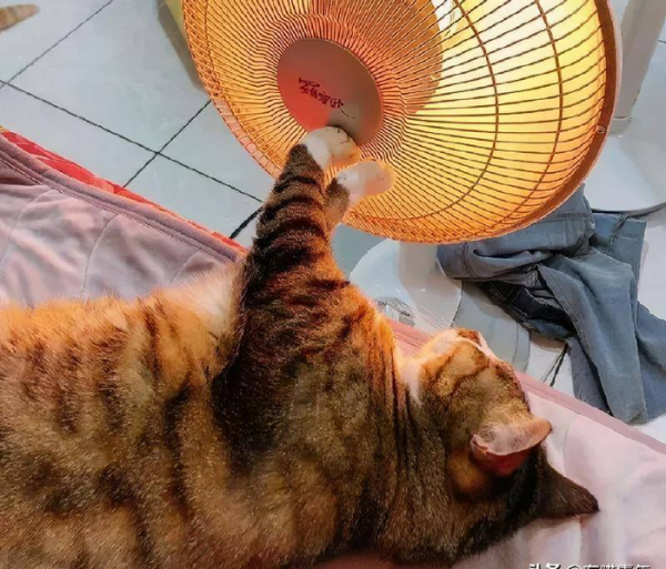 千万不要养戴白手套的猫