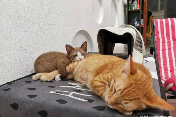 千万不要养戴白手套的猫