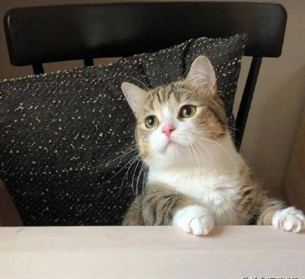 千万不要养戴白手套的猫