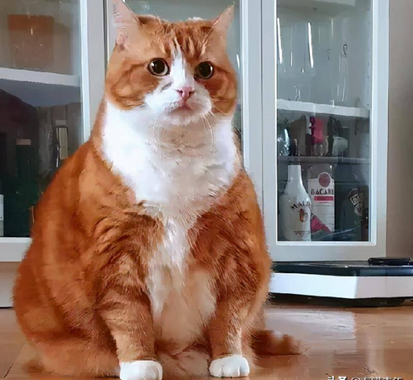 千万不要养戴白手套的猫