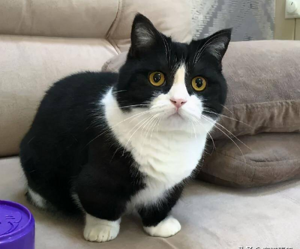 千万不要养戴白手套的猫