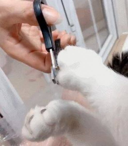 千万不要养戴白手套的猫