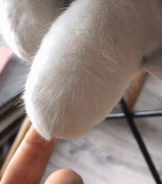 千万不要养戴白手套的猫