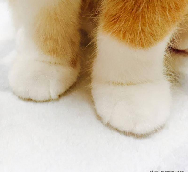 千万不要养戴白手套的猫