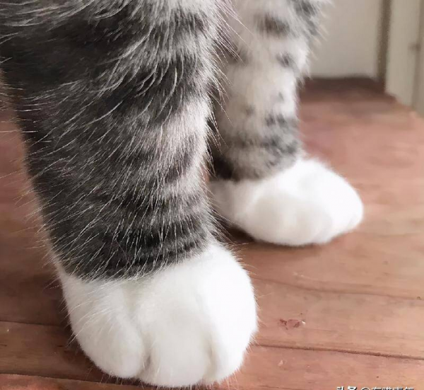 千万不要养戴白手套的猫