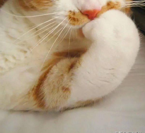 千万不要养戴白手套的猫