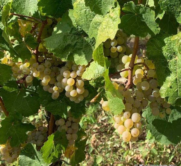 自然酒和葡萄酒的区别