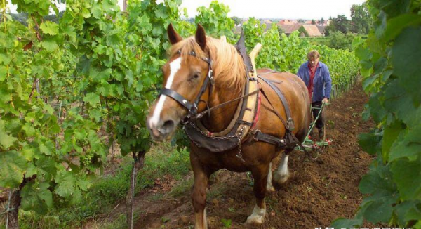 自然酒和葡萄酒的区别