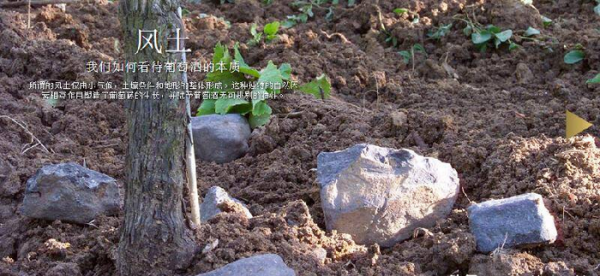 自然酒和葡萄酒的区别