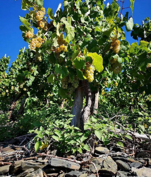 自然酒和葡萄酒的区别