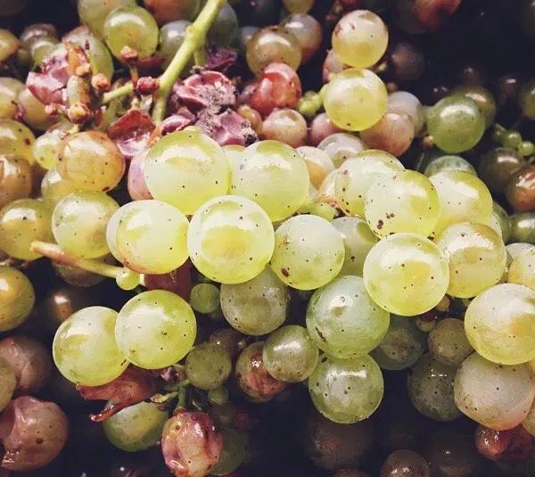 自然酒和葡萄酒的区别