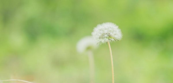 infp型人格最接近神