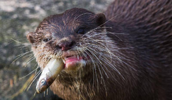 水猴子真的存在吗