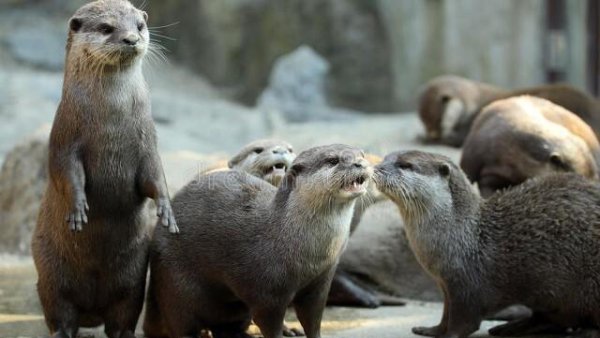 水猴子真的存在吗