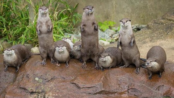 水猴子真的存在吗