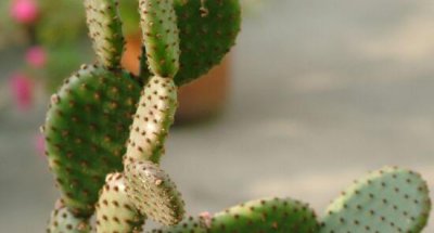 仙人掌花语象征与寓意 仙人掌代表什么象征意义