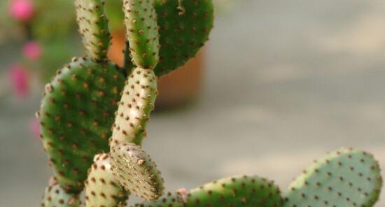 仙人掌花语象征与寓意