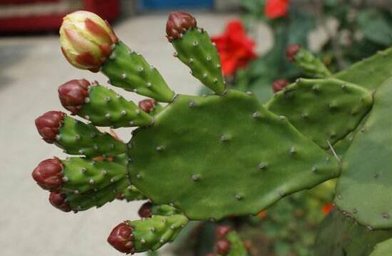 仙人掌花语象征与寓意