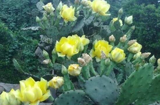 仙人掌花语象征与寓意