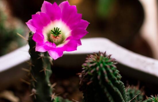 仙人掌花语象征与寓意