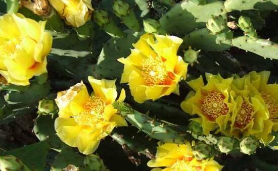 仙人掌花语象征与寓意