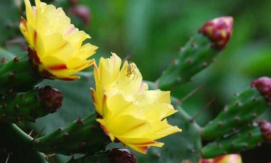 仙人掌花语象征与寓意