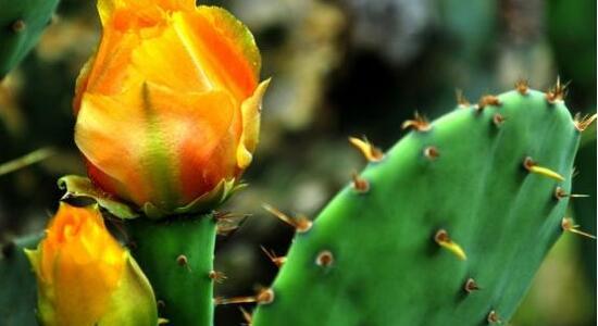 仙人掌花语象征与寓意