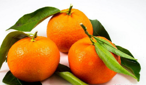 柑子和橘子的区别图片