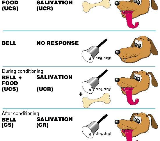 巴甫洛夫条件反射理论在日常生活中应用