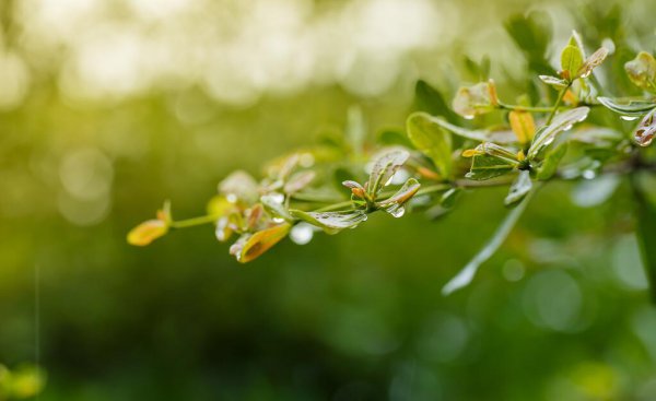 翁卷是哪个朝代的诗人